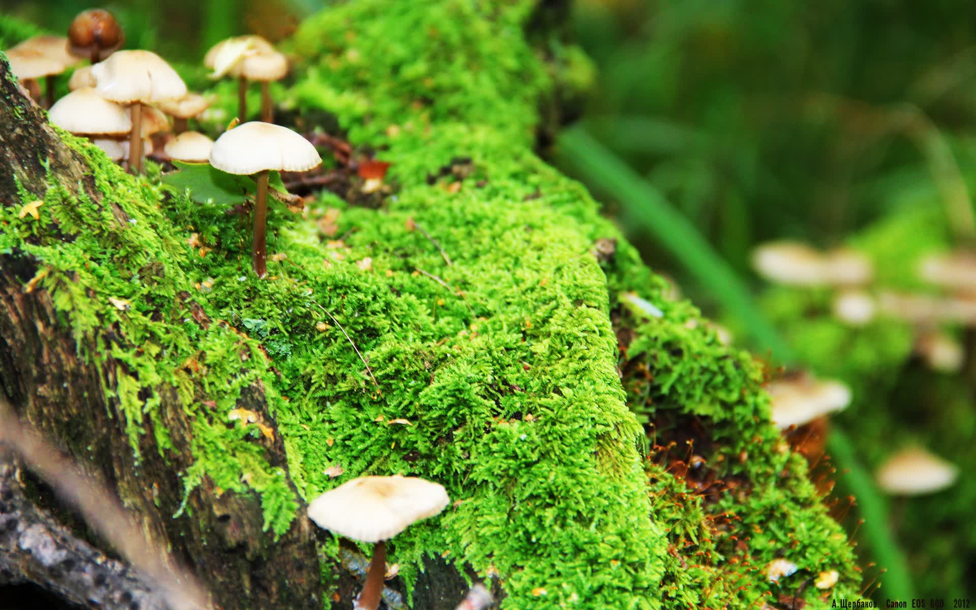 世界保龄球社区推广月志愿者技能提升第39批开班通知，国际保龄球联合会